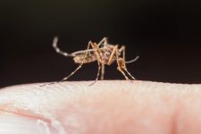 rondonia-registra-mais-de-2-mil-casos-de-malaria-nos-primeiros-meses-de-2023