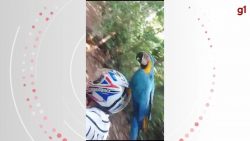 video:-arara-pousa-no-capacete-de-jornalista-e-‘pega-carona’-em-cacoal,-ro