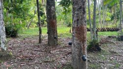 vivendo-da-floresta:-conheca-familias-que-escolheram-viver-isoladas-dentro-de-reserva-preservando-a-amazonia