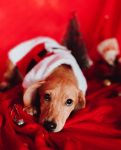 pets-posam-para-ensaio-de-natal-em-rondonia:-‘para-tornar-as-adocoes-mais-chamativas’,-diz-ong