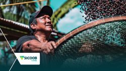 producao-sustentavel-de-cafe-em-terra-indigena-de-ro-e-apresentado-na-cop28