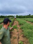 cafeicultor-premiado-nacionalmente-tem-lavoura-destruida-por-vandalos-em-novo-horizonte,-ro