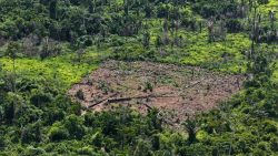 indigenas-encontram-‘clareira’-desmatada-por-invasores-dentro-da-terra-indigena-karipuna