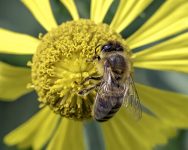 agrotoxico-que-ameaca-abelhas-e-borboletas-passa-a-ter-o-uso-restrito-em-rondonia