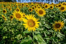 campo-de-girassol-e-planejado-meses-antes-da-rondonia-rural-show-e-vira-‘cartao-postal’